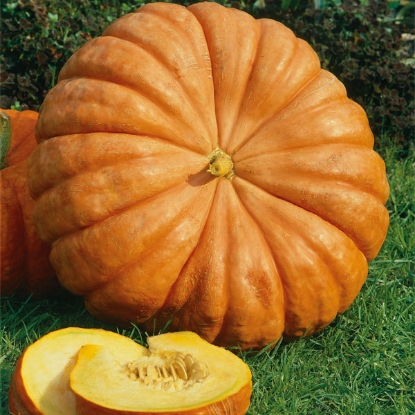 Picture of Winter Squash Rouge Vif D'Etampes